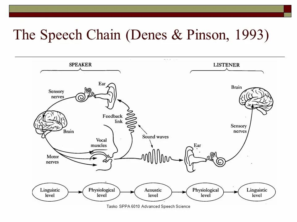 Sound of speech. Speech chain. stages of speech production. speech stage. speech sounds (production, perception, acoustic characteristics).