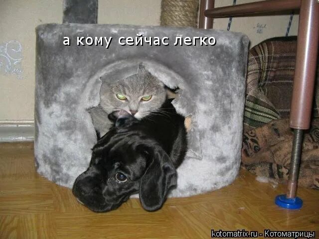 Картинка а кому щас легко. Картинк" а кому сейчас легко". А кому сейчас легко картинки. А кому сейчас легко. А кому сейчас легко картинки.