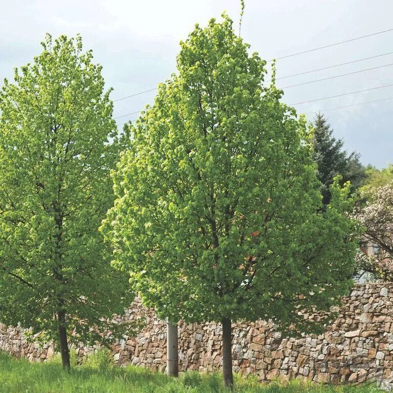 Дерево 6 метров. Липа мелколистная Tilia cordata. Липа Гринспаер. Липа мелколистная Гринспаер. Липа мелколистная Greenspire.