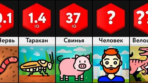 Какой айкью у собаки