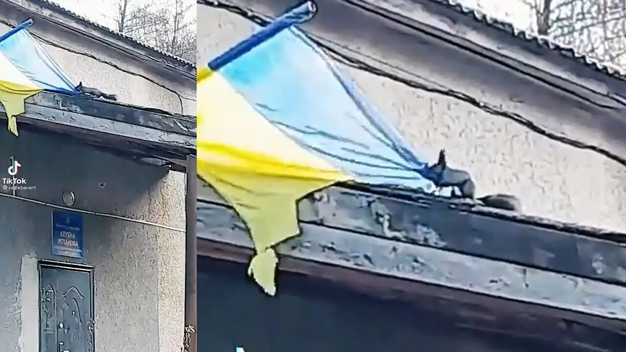 Украина разрыв. Разорванный флаг на флагштоке Украины. Белка рвет украинский флаг. Собаки рвут украинский флаг. Срывают украинский флаг.