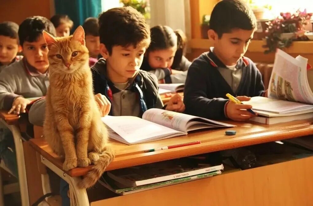 Кот котик школа. Котенок ученик. животные школьники. кошка в школе. кот за партой в школе.