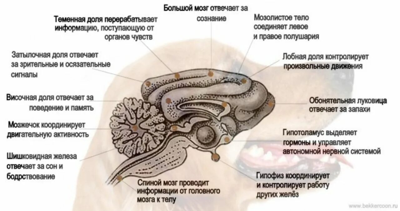 Животная часть мозга