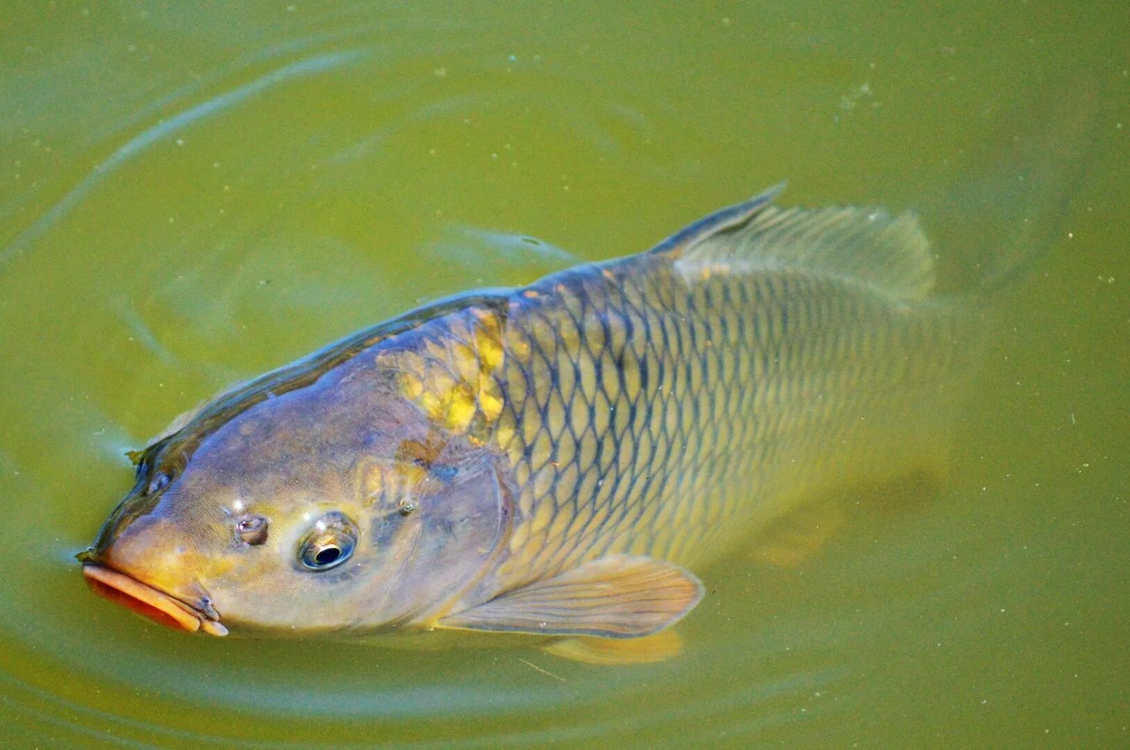 Карась мабуна. Сарбоянский Карп. Сазан (Cyprinus Carpio). ГБУ РК «Крымский рыбопитомник». Сазан виды рыбы