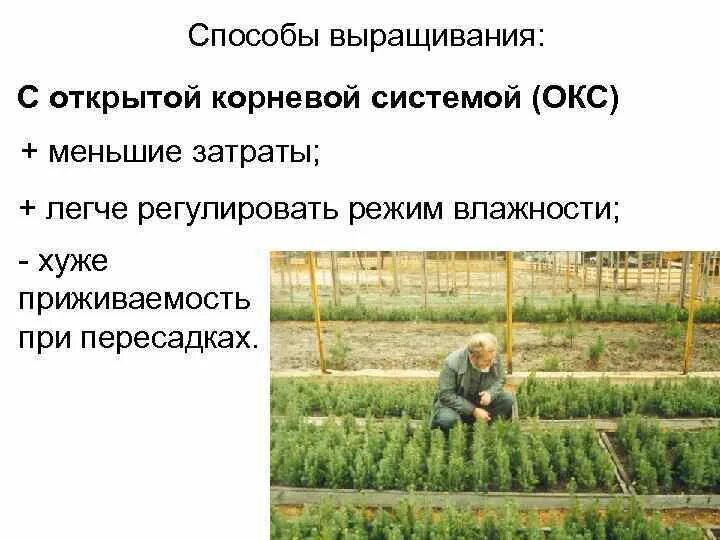 Ведение семенного хозяйства выращивание посадочного материала. Выращивание сеянцев с закрытой корневой системой. выращивание посадочного материала с корневой систем. что такое открытая и закрытая корневая система саженца. технологии выращивания растений с закрытой корневой системой.