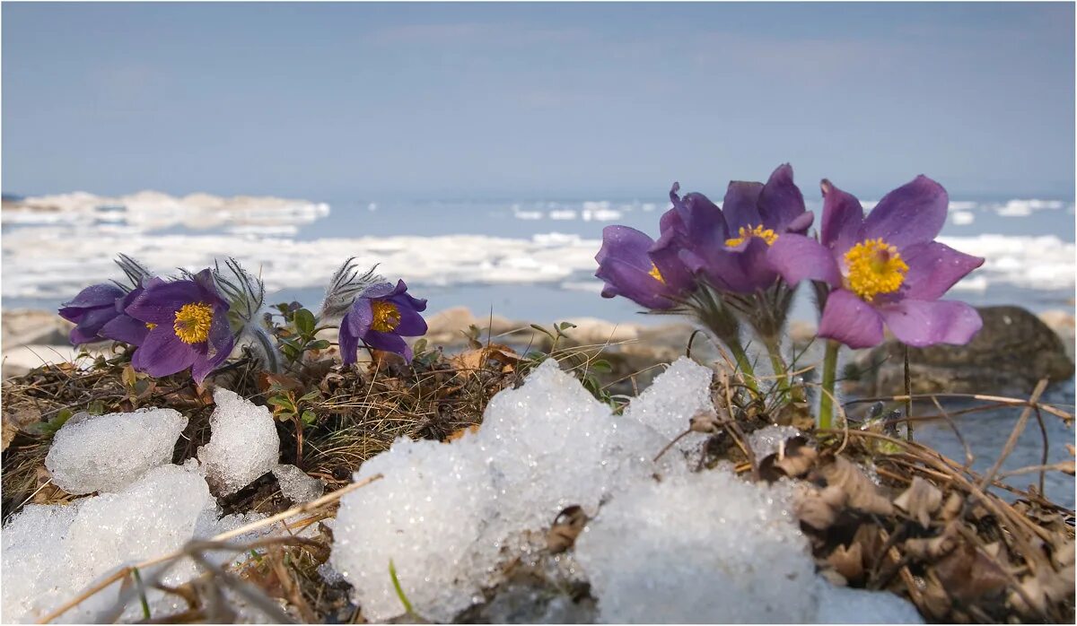 якутск в марте. подснежники в лесу. айхал якутия. март в якутии. сельскохозяйственная ярмарка.