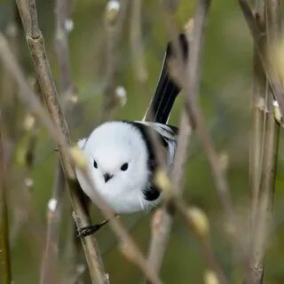 Птенцы длиннохвостой синицы фото