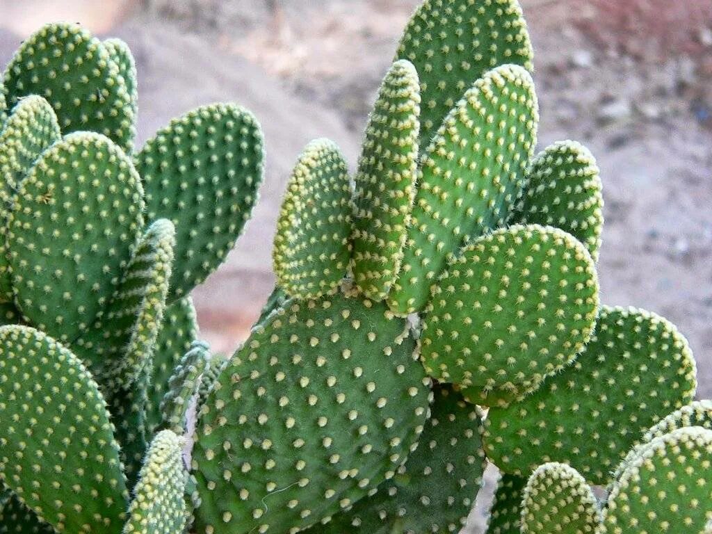Cactus dg. Опунция (Opuntia). Опунция мелковолосистая. Кактус опунция микродазис. Опунция мелковолосистая белоколючковая.