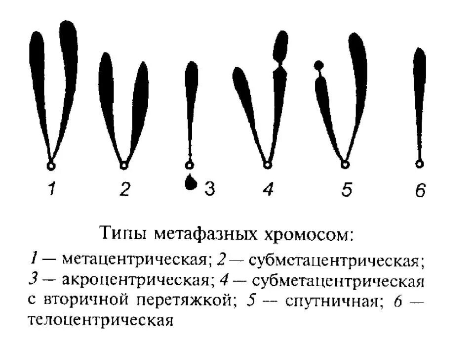 Какие типы хромосом вам известны. Типы метафазных хромосом. Рисунок формы метафазных хромосом. Строение и классификация хромосом. Морфологические типы хромосом.