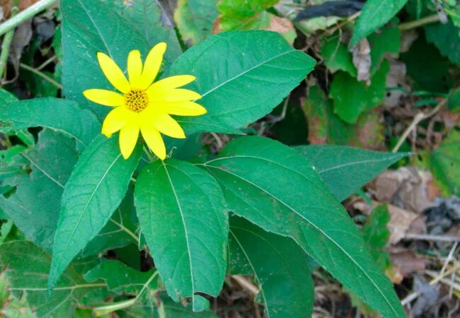 Земляная груша топинамбур. Топинамбур сорняк. Листья топинамбура. Топинамбур листья. Топинамбур растение лист.