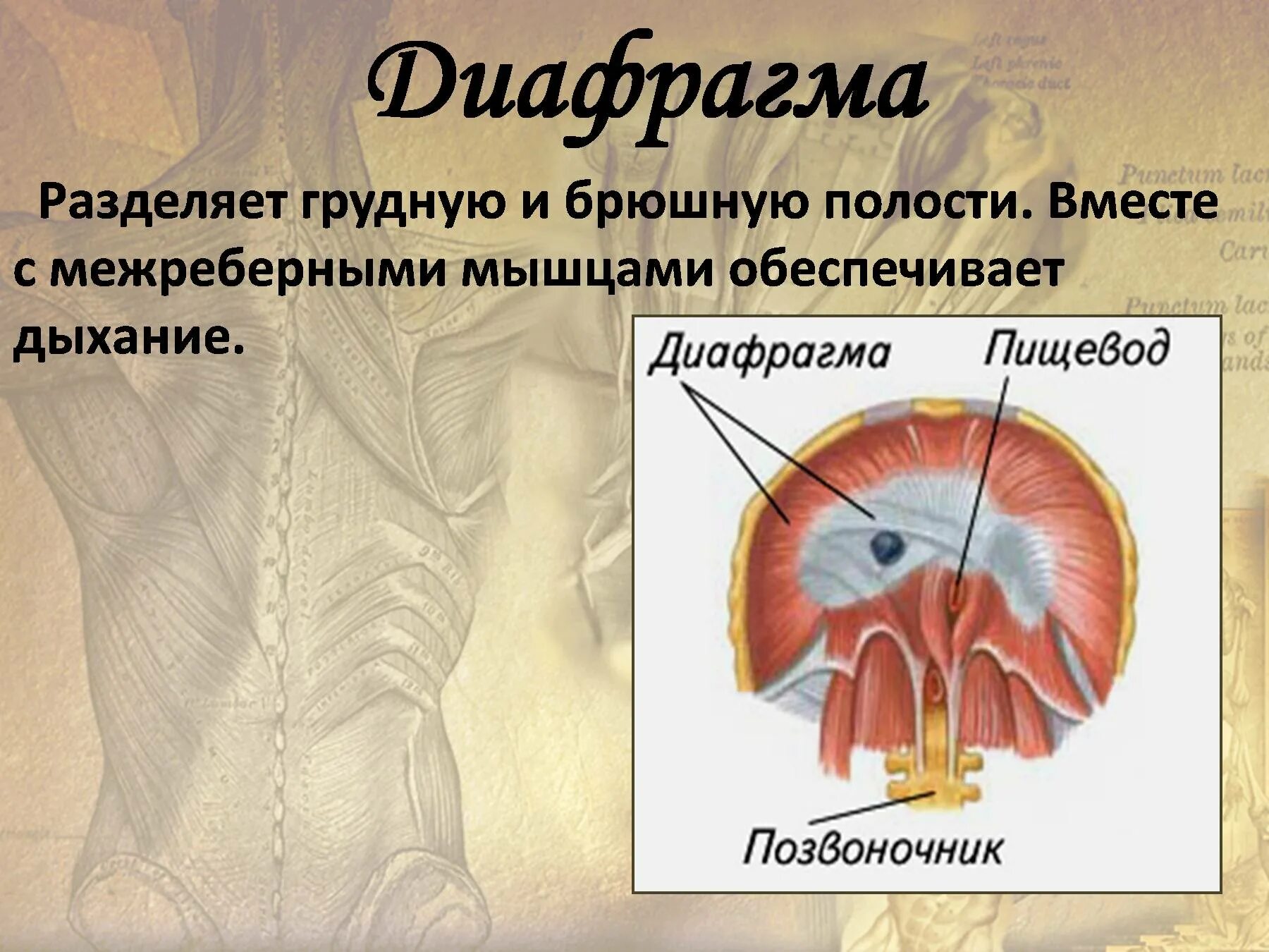 Выполняет функцию диафрагмы. Грудная и брюшная полости разделены диафрагмой. Диафрагма. Диафрагма мышца. Диафрагма отделяет.