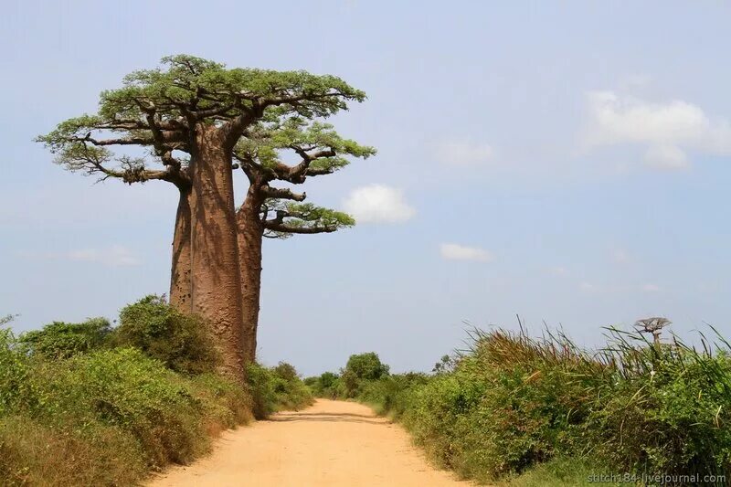 Толстое дерево 6. Баобаб крона. Мурундава Мадагаскар. Баобаб Мадагаскар самое большое. Дом в дереве баобаб.