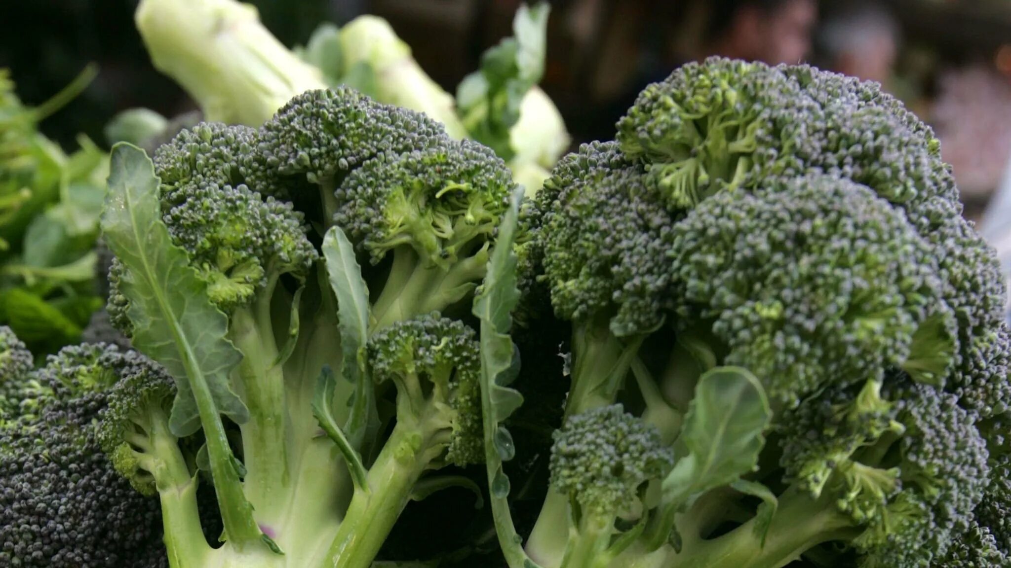 Брокколи крупная. Фото кольраби и брокколи. Брокколи крупная. Большой брокколи. Сорта капусты брокколи.