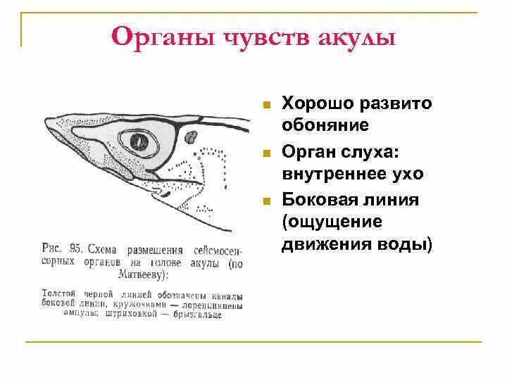 Орган слуха у рыб ухо. Органы обоняния у хрящевых рыб. Строение уха рыб. Органы чувств хрящевых рыб и костных рыб. Специфический орган чувств у рыб.