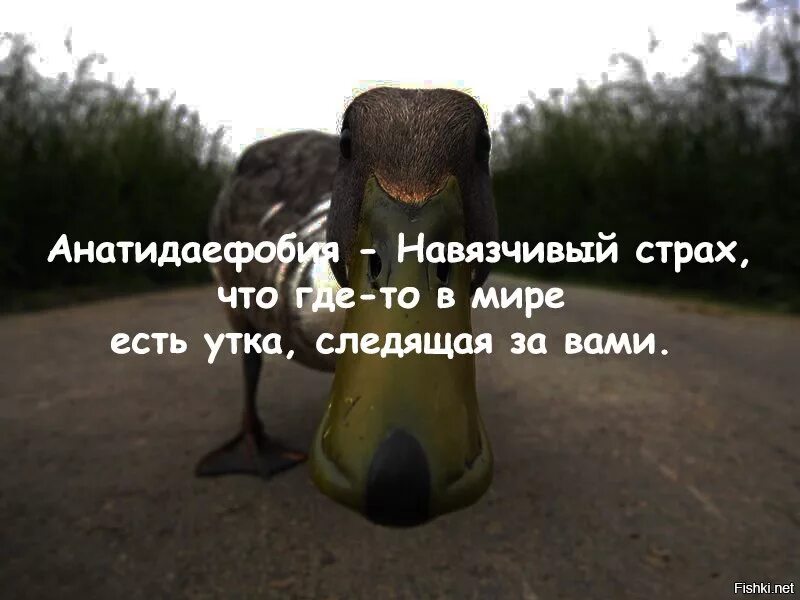 Фобия когда за тобой следят как называется. Боязнь утки которая следит за тобой. фобия что за тобой следит утка. боязнь следящей утки. фобия утки.