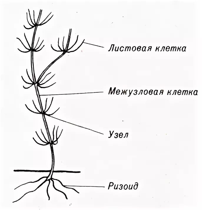 Строение таллома хары. Хара строение. Размножение харовых водорослей. Хара строение таллома. Строение харовых водорослей схема.