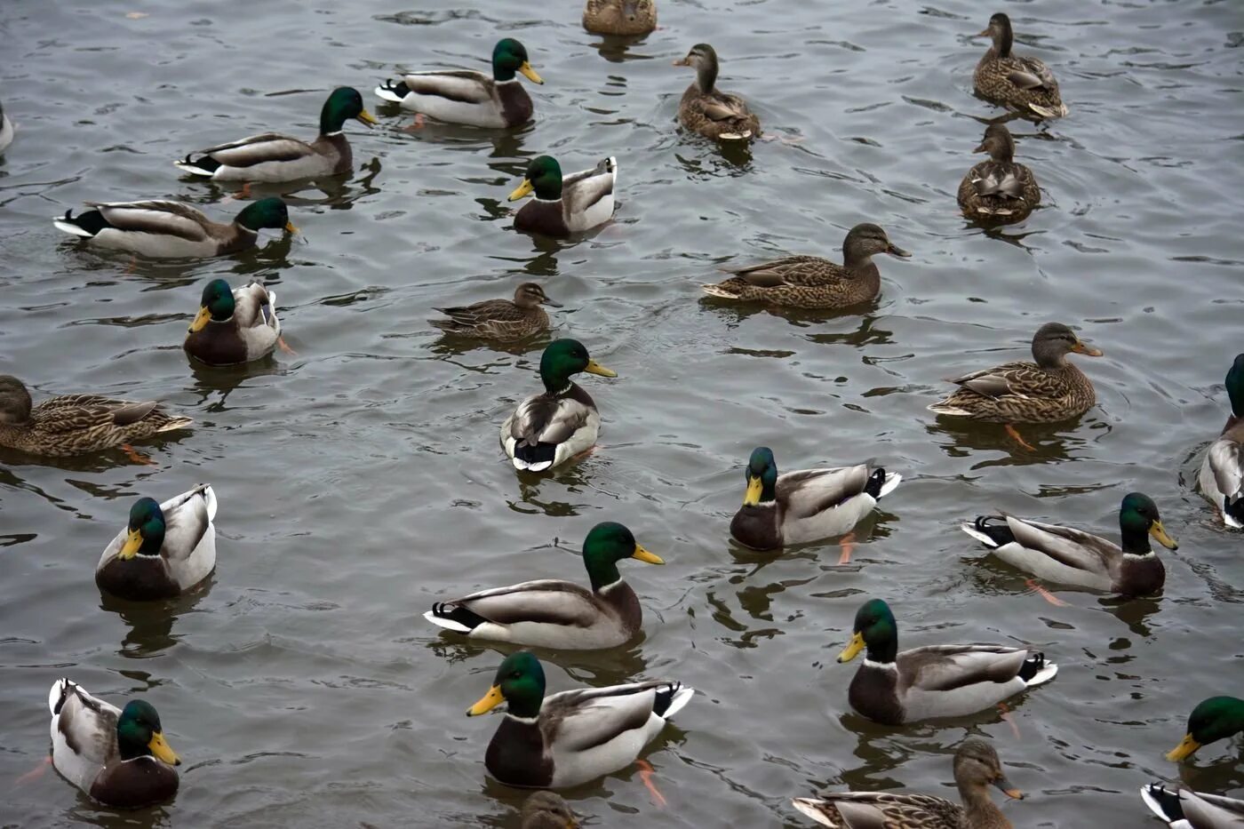 Утка водоплавающая птица кряква. Дикие водоплавающие птицы Марий Эл. Водоплавающие птицы СПБ И Ленинградской области. Водоплавающие птицы Ленинградской области.