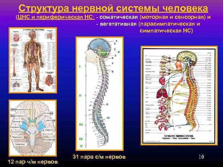 Нервная система человека. Периферическая нервная система человека. Типы нервной системы человека.