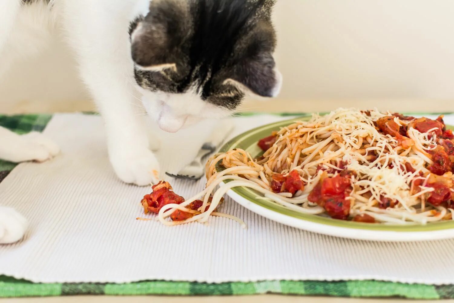 Можно ли кошкам. Кот и спагетти. Кошка ест макароны. Котик с макаронами. Котик ест макароны.