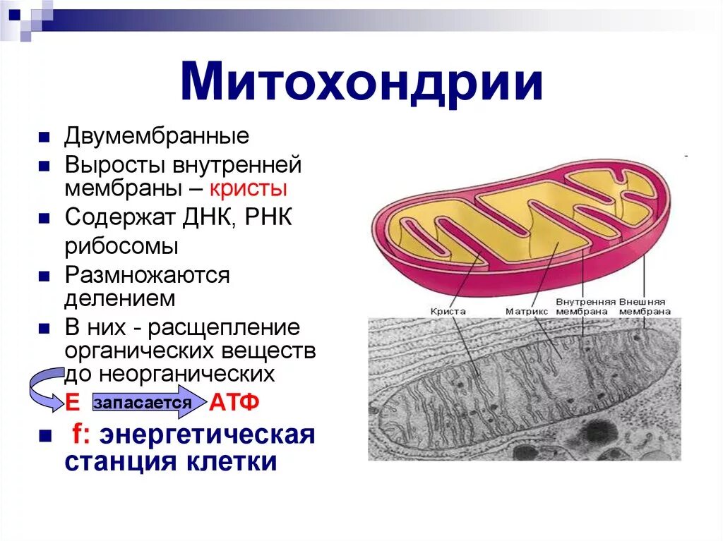 Митохондрия рнк. Выросты внутренней мембраны митохондрий. Митохондрии строение и функции. Выросты внутренней мембраны митохондрии - Кристы. Мембрана митохондрий.