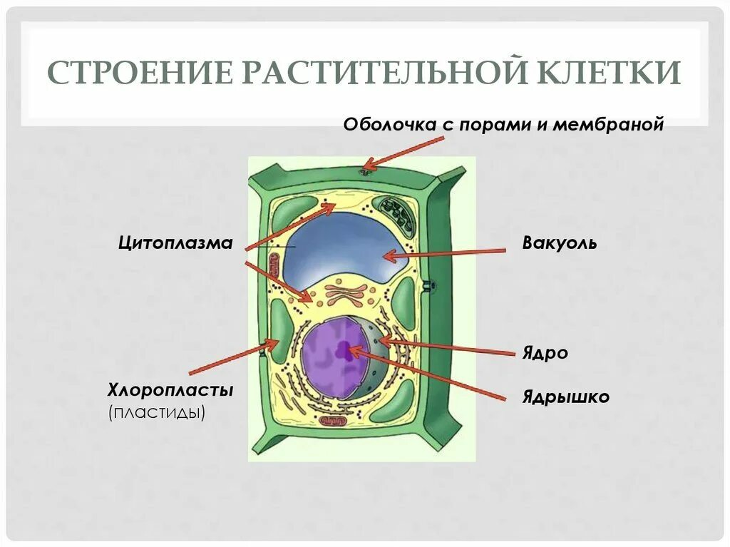 Урок биологии 5 класс строение клетки. Структура растительной клетки 5 класс биология. структура клетки растения 5 класс биология. схема строения растительной клетки 5 класс биология. растительная клетка строение структура.
