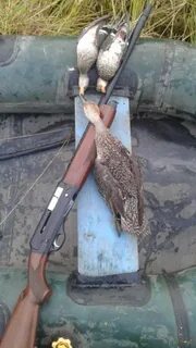 Можно охотиться на уток с лодки