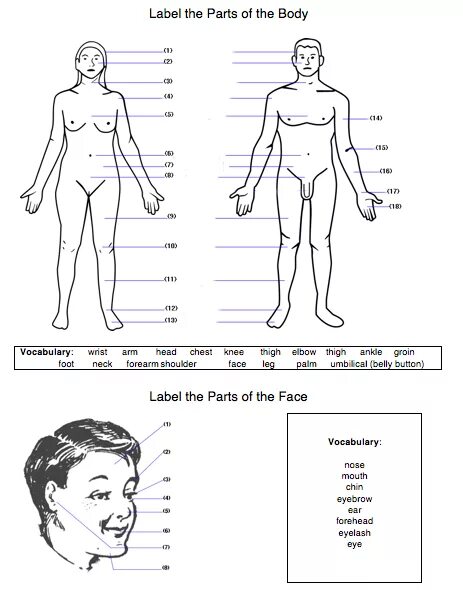 Части тела на английском worksheets. Parts of the body с проводом. Body parts worksheets. Части тела задания для детей. Упражнения по английскому части тела.