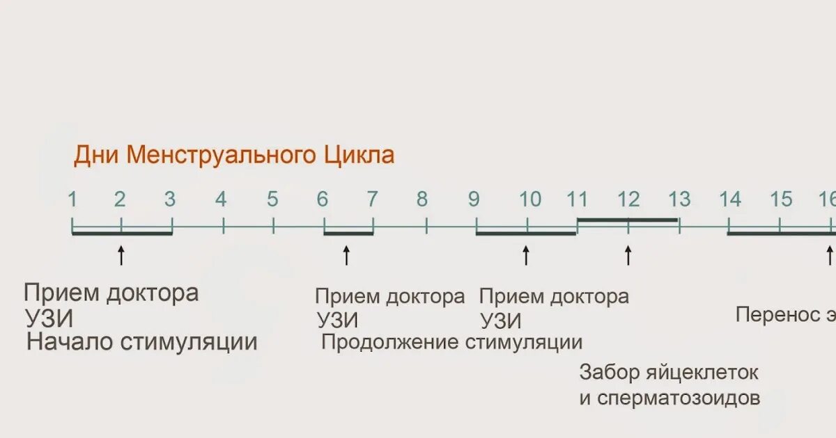 Через сколько восстанавливается цикл после. Схема короткого протокола эко. Длинный протокол эко схема. Стимуляция овуляции короткий протокол эко. Стимуляция овуляции протокол схема.