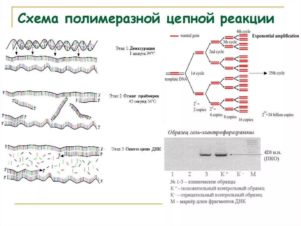 . Полимеразная цепная реакция (ПЦР). Этапы. Схема двух циклов ПЦР. Этапы полимеразной цепной реакции ПЦР. ПЦР схема метода.