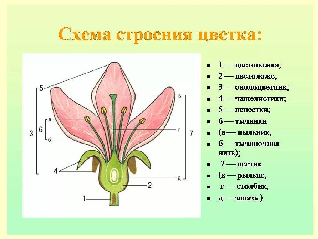 Строение цветка цветоложе цветоножка. Цветоложе гинецей. Цветоножка цветоложе околоцветник. Схема строения цветка покрытосеменных.