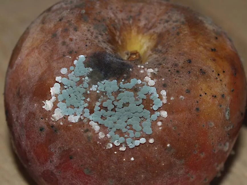 Penicillium expansum. Пенициллезная (голубая) гниль.. Пенициллы Патулин. Пенициллезная гниль яблок. Плесень питание