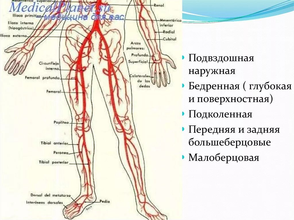 Схема кровоснабжения конечностей. Кровоснабжение нижней конечности схема. Сосуды и вены нижних конечностей анатомия. По дну чего проложена артерия жизни