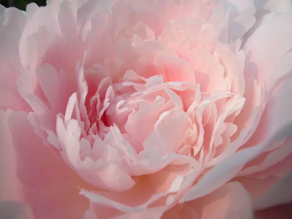 Пион нежный голос. Пион Камелия. Пиони Пинк (Peony Pink). Цветы нежно розовые пионы. Пионы нежно персиковые.