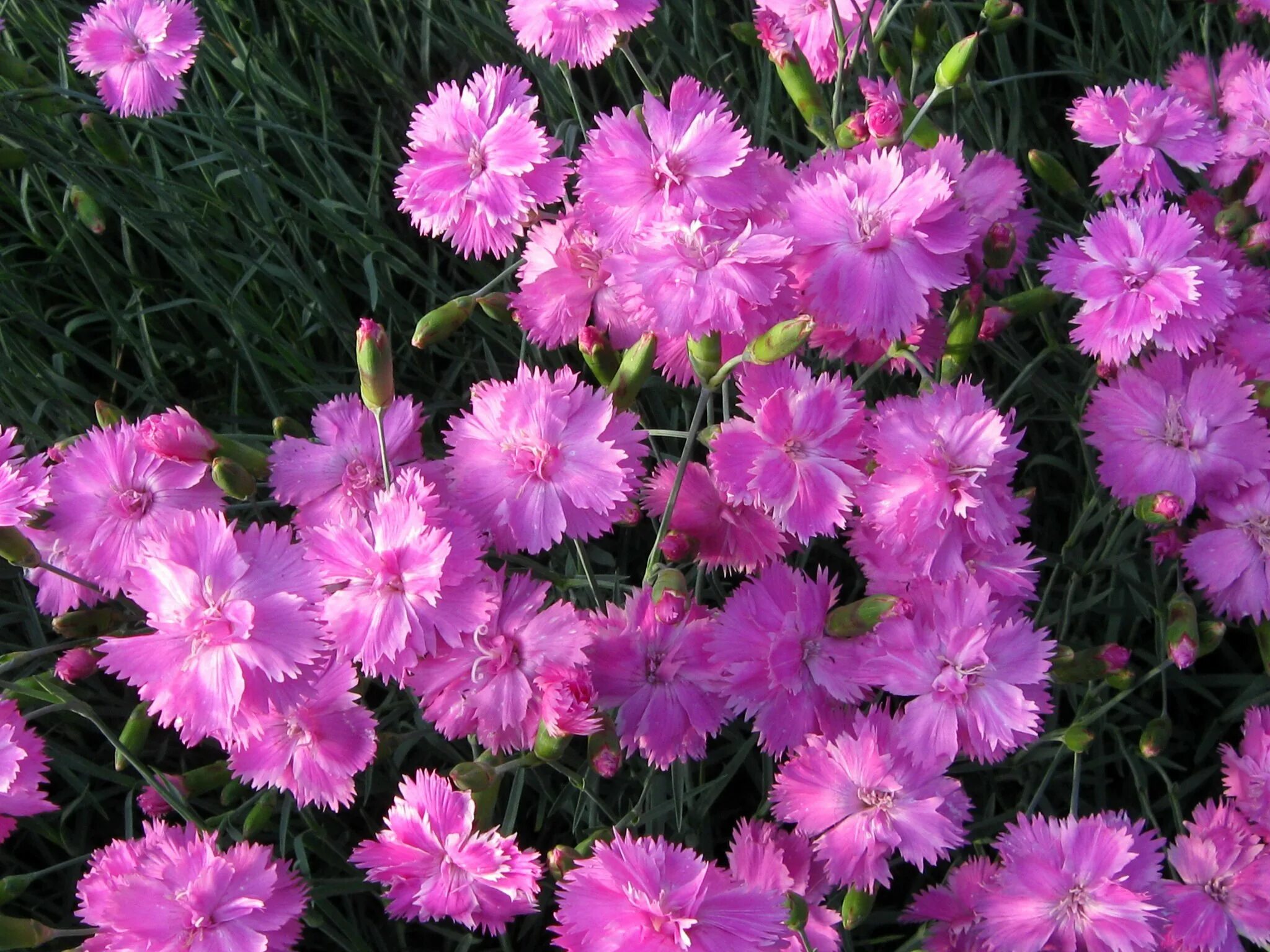 Гвоздика фотография. Гвоздика гратианополитанская Роуз. Гвоздика Dianthus Doris. Гвоздика перистая Балатон.