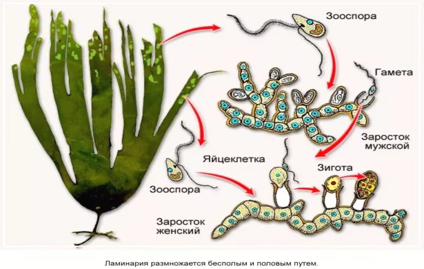 Какое поколение у водорослей. Жизненный цикл бурых водорослей ЕГЭ. Цикл развития бурых водорослей. Жизненный цикл бурых водорослей схема. Бурая водоросль ламинария жизненный цикл.