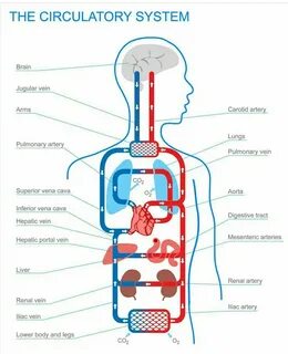 Circulatory system