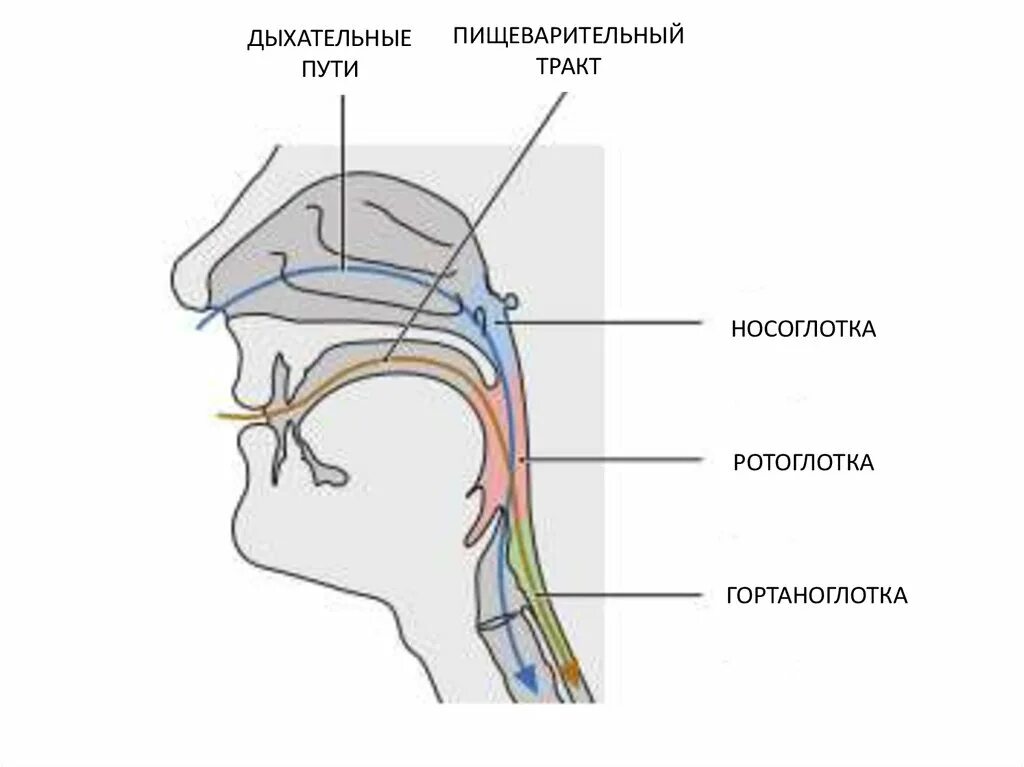 Перекрест пищеварительного и дыхательного путей происходит в. Перекрест пищеварительного и дыхательного путей происходит в