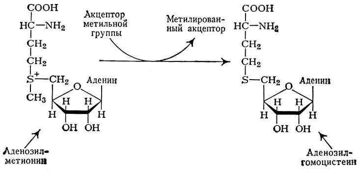 Участие s аденозилметионина в реакциях трансметилирования. S-аденозилметионин реакции метилирования. Аденозилметионин в аденозилгомоцистеин. Синтез s-аденозилгомоцистеина. S-аденозилгомоцистеин биологическая роль.