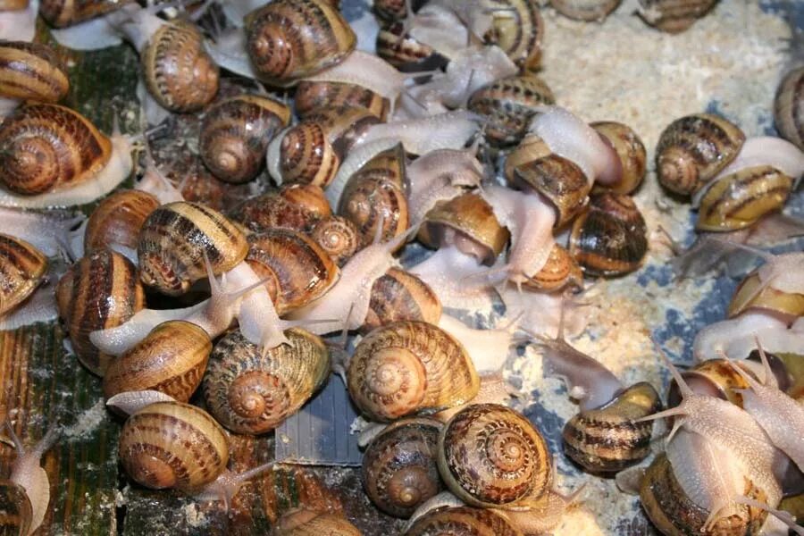 Улиточная ферма моллюска. Улитка helix pomatia. Ферма улиток. Моллюски виноградная улитка. Виноградная улитка съедобная.