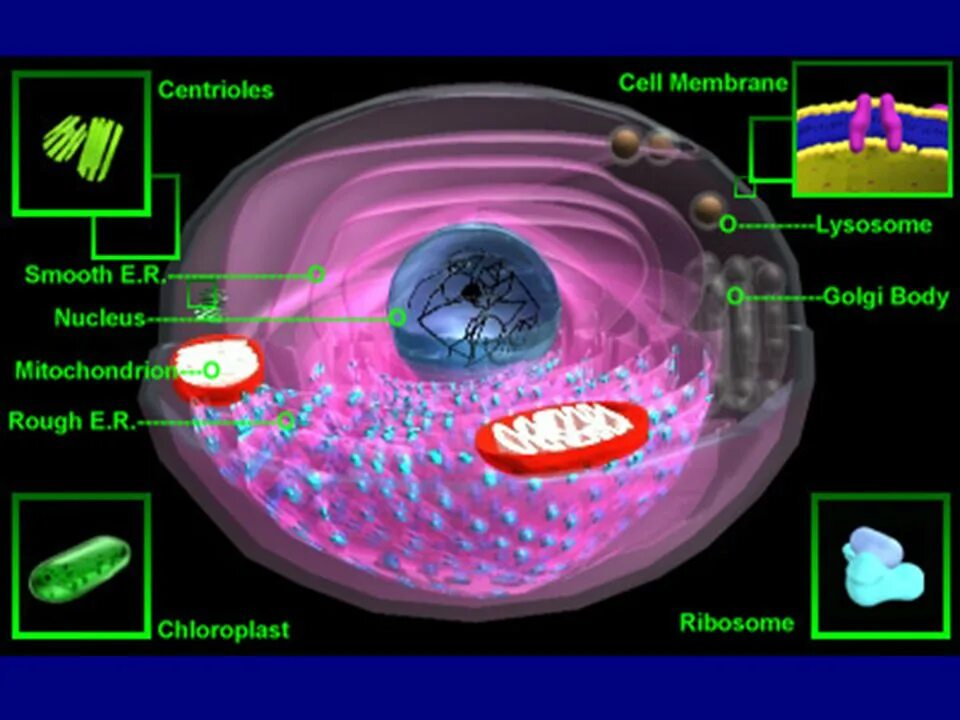 J cell biol