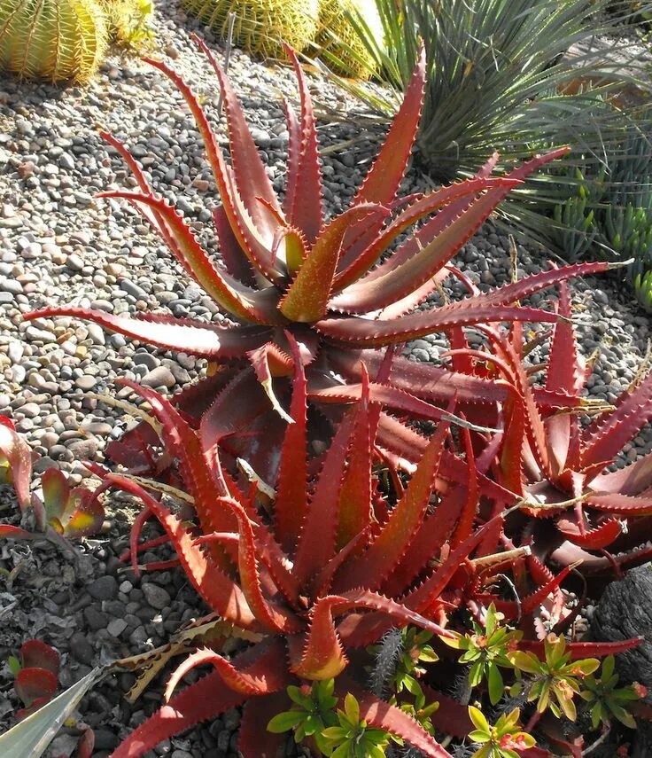 Алоэ краснеет. Aloe cameronii. Суккулент алоэ Скуарроза. Аризона алоэ. Алоэ красное.