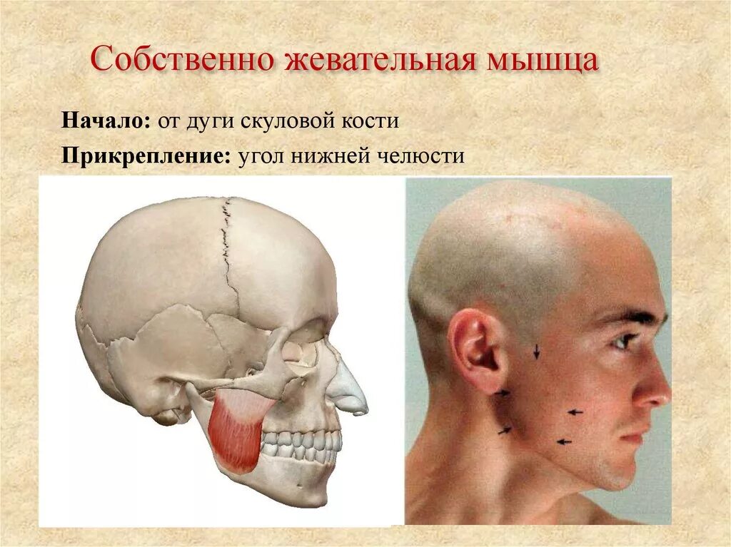 Собственно жевательная мышца. Жевательные мышцы. Места прикрепления жевательных мышц. Собственно жевательная мышца анатомия.