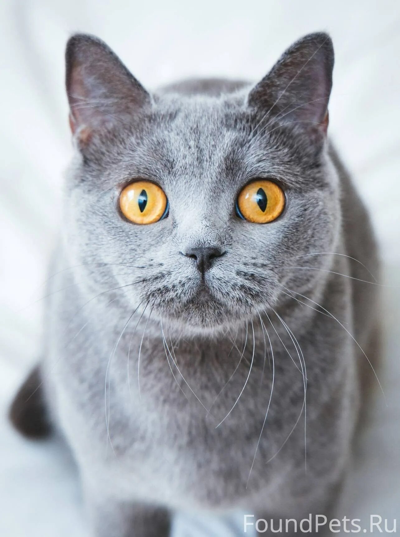 Серый кот порода шартрез. Французская порода кошек шартрез. Скоттиш шартрез кошка. Шартрез великобританский.