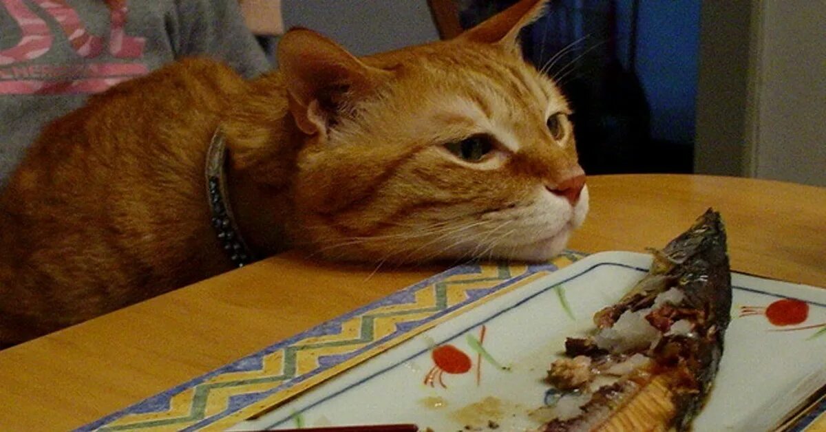 Кошка ест рыбу. Кот наелся рыбы. Рыжий кот ест.