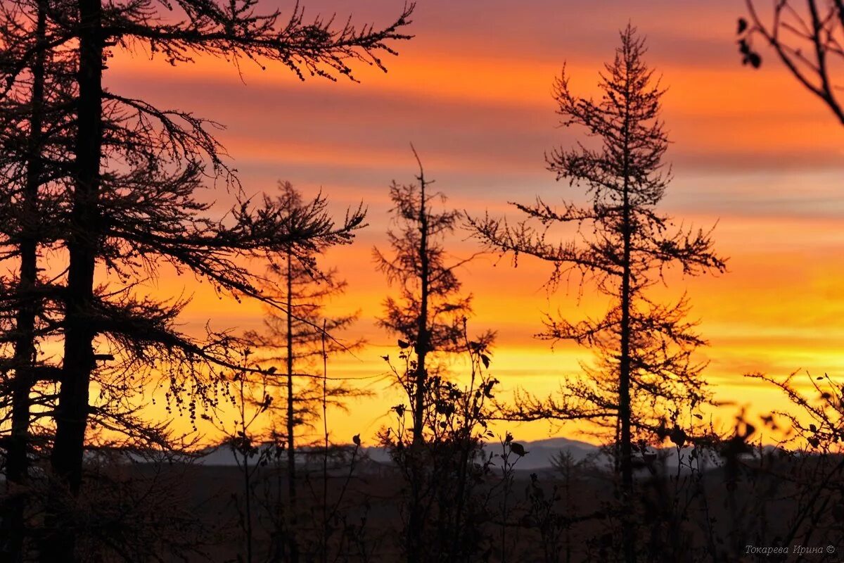 Зеленая тайга. Красивое озеро в лесу. Бирюзовый лес. Сибирская тайга с высоты. Ямал ноябрьск природа.