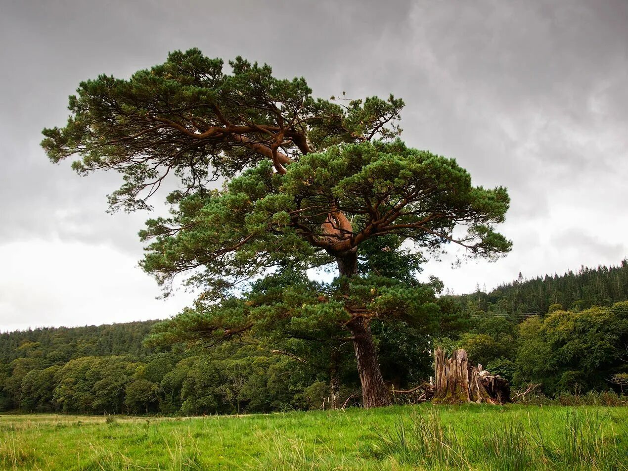 сосна обыкновенная габитус. крона сосны обыкновенной. пинус пандероза. сосна обыкновенная pinus sylvestris l. сосна обыкновенная пиния.