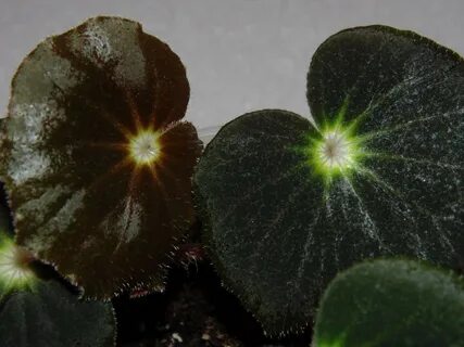 Begonia subacida