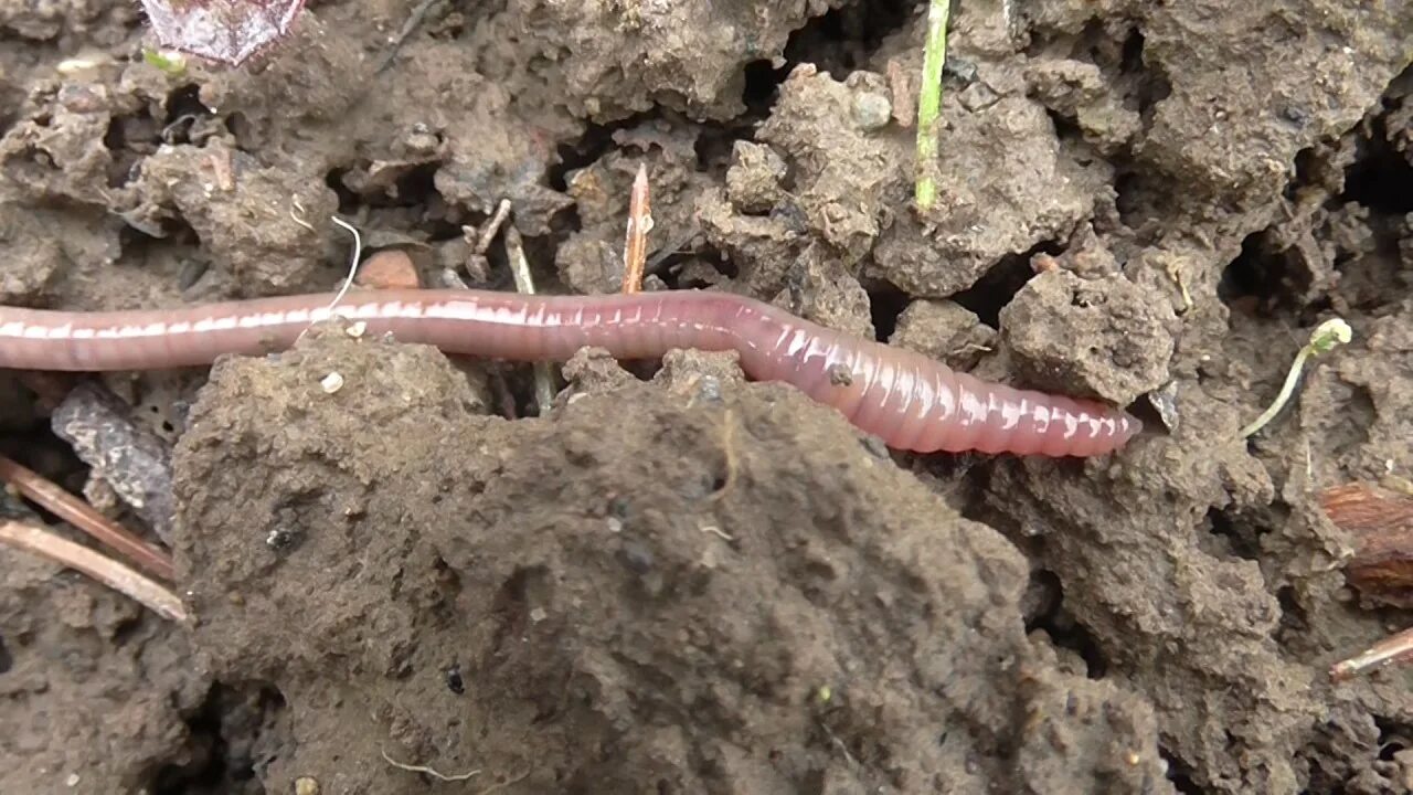 Дождевой червь относится к насекомым. Большой дождевой червь.