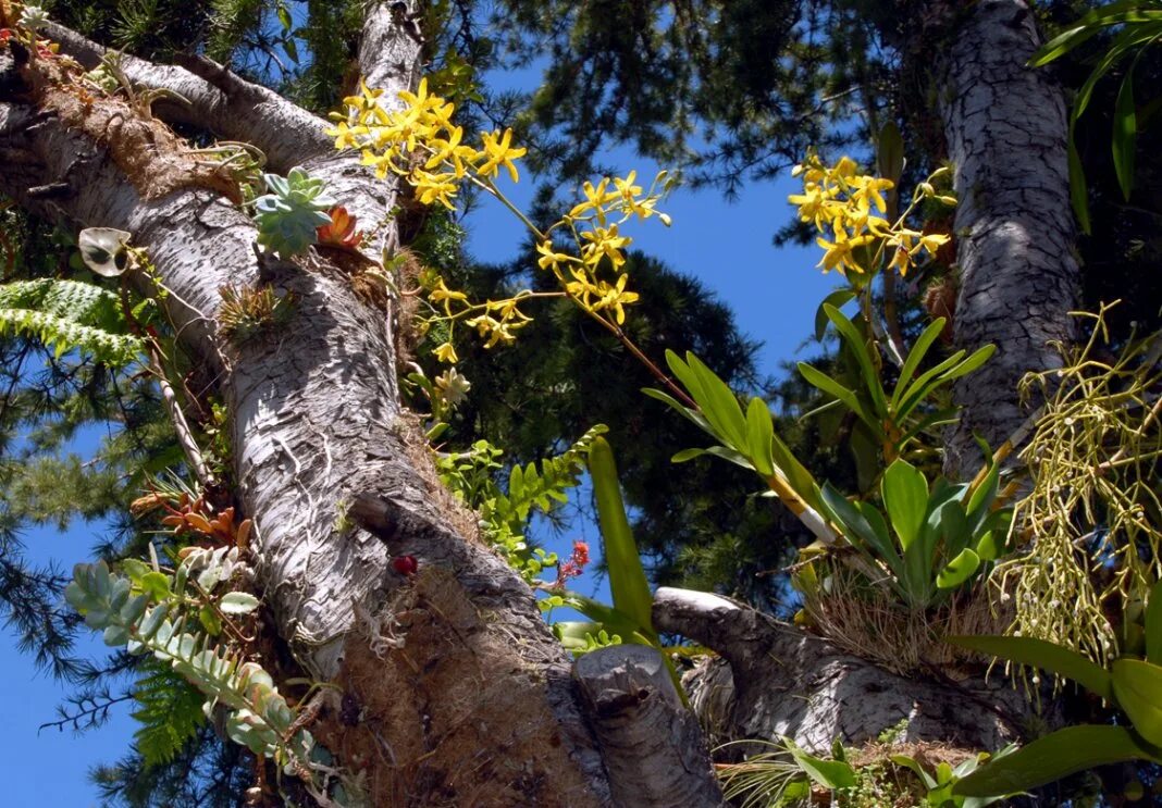 Между деревом и эпифитом. Орхидея эпифит. Эпифиты тропики. Эпифиты Южной Америки. Эпифиты Дендробиум.