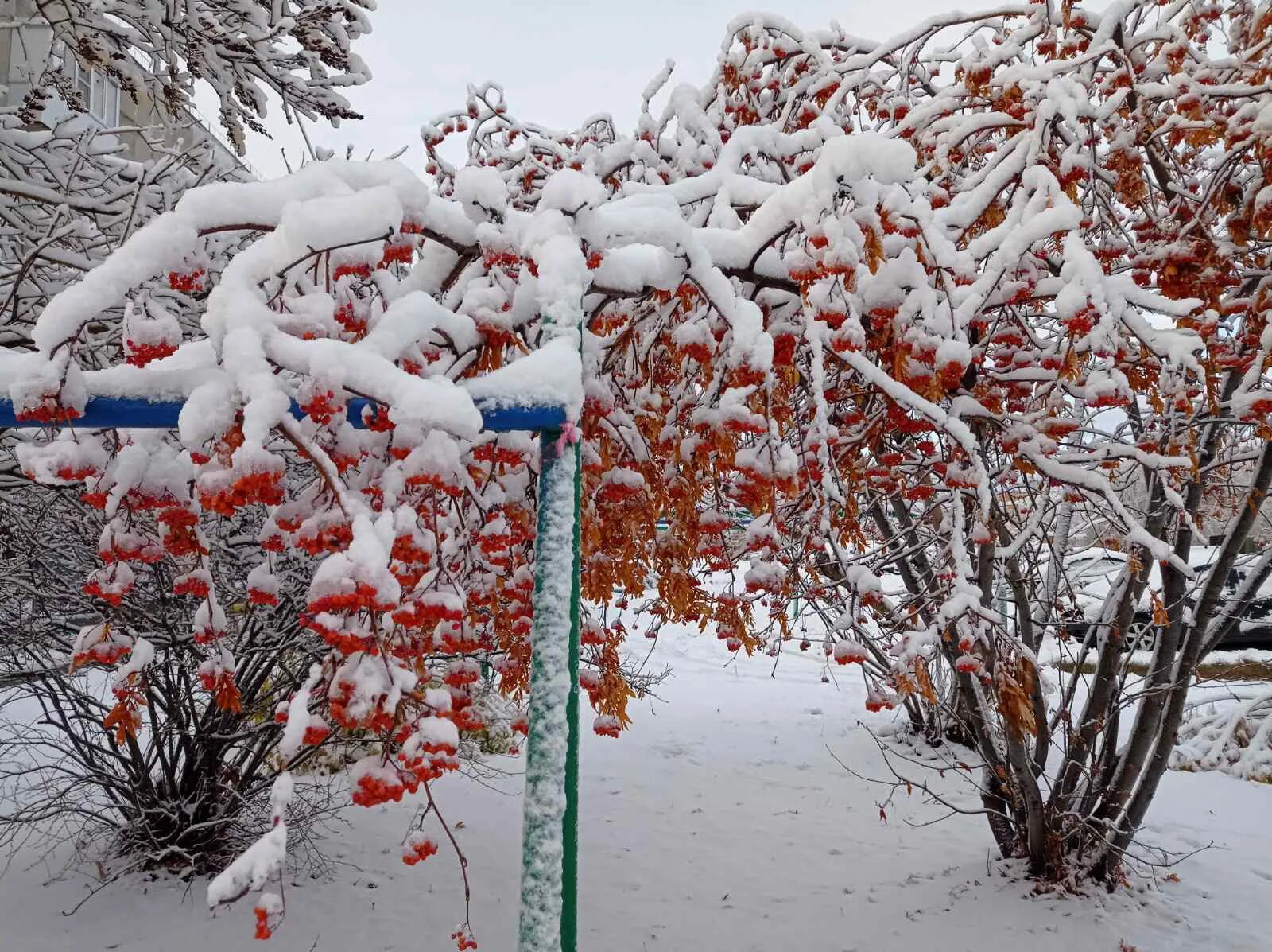 Где в области выпал снег. Снегопад. Первый снег Челябинск. В Челябинске выпал снег. Снег в Челябинской области.